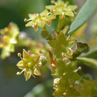 Flowers yellow or greenish-yellow; Lotebush or Gray-thorn, Ziziphus obtusifolia